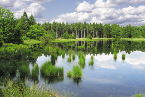 Camping Drenthe, camping Alinghoek