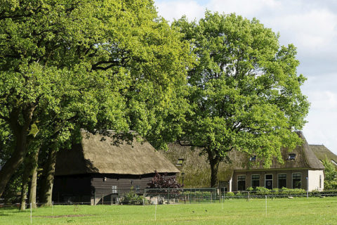 Camping Drenthe, camping Alinghoek