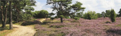 Camping Drenthe Alinghoek - kamperen in Drenthe